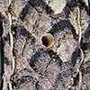 Snake Skin